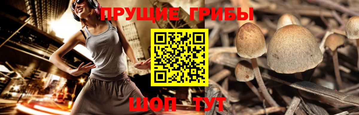 Тосно  Псилоцибиновые грибы мицелий  Псилоцибиновые грибы ЛСД  дарнет шоп  Вход с VPN 